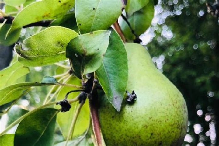 Why are my pear tree leaves curling?