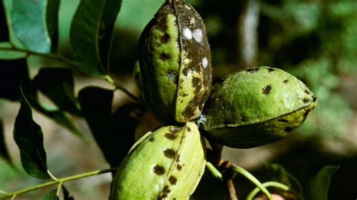 Why are my pecans not developing?