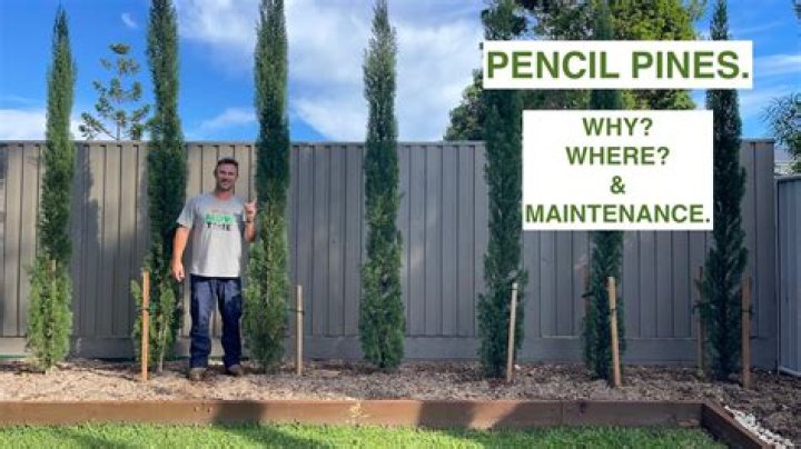 Why are my pencil pines dying?