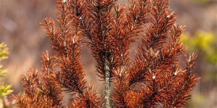 Why are my pine tree needles turning brown?