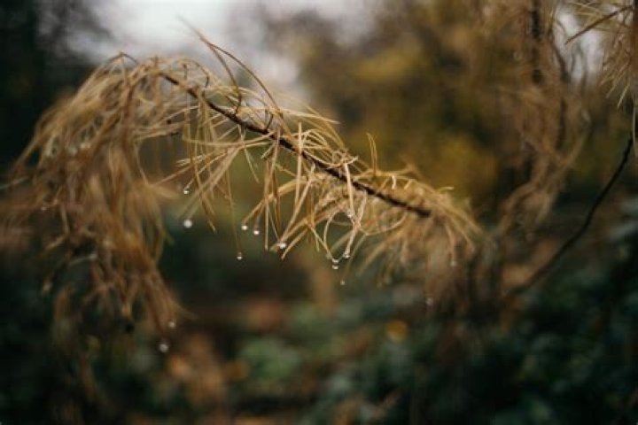 Why are my pine trees dropping needles?