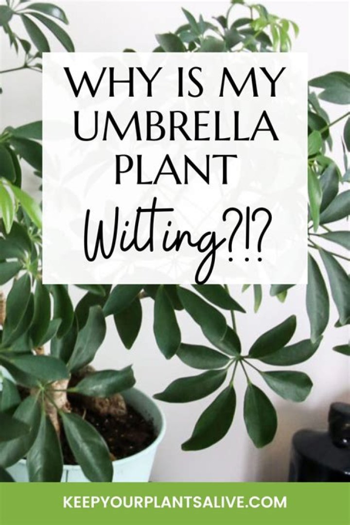 Why are my primrose wilting?