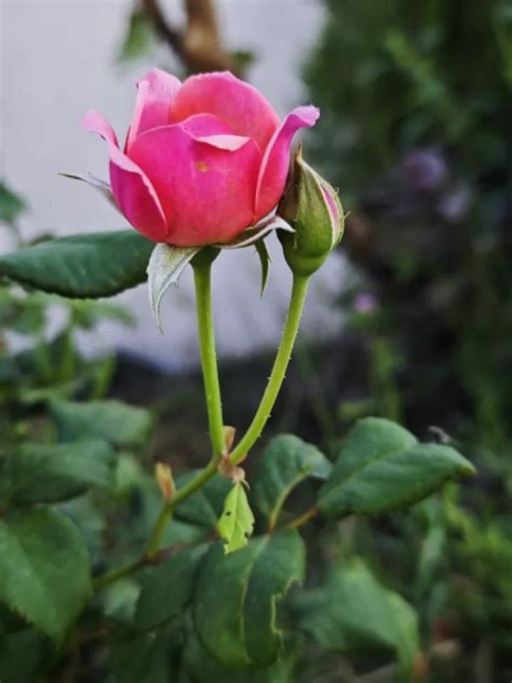 Why are my rose buds curling?