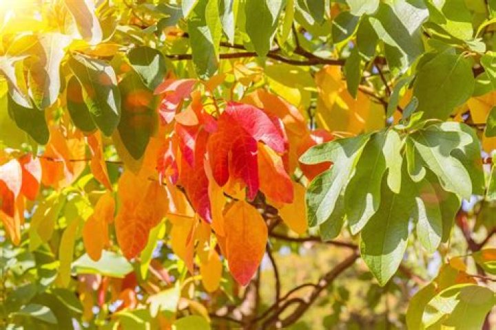 Why are my sassafras trees dying?