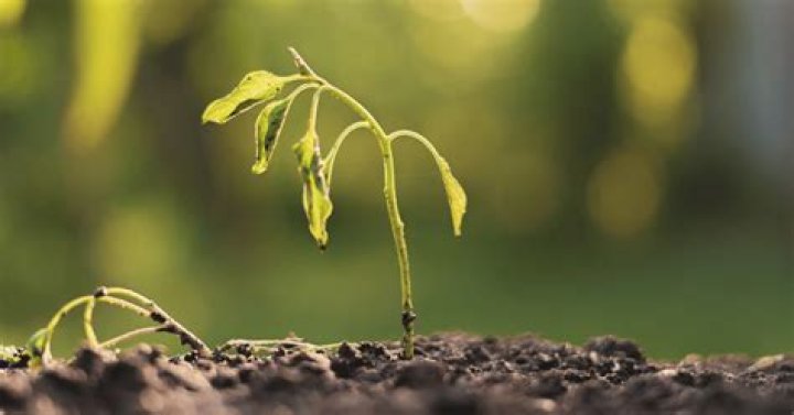 Why are my seedlings not growing true leaves?