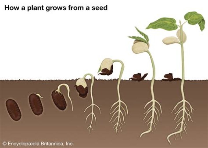 Why are my seeds not sprouting or germinating?