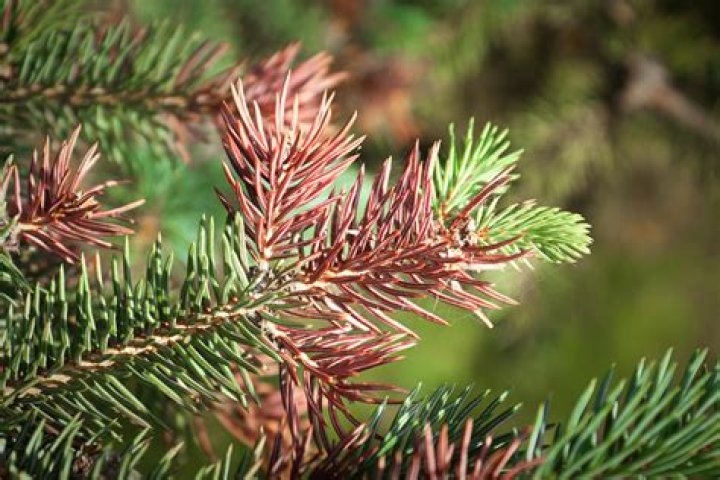 Why are my spruce trees dying from the bottom up?