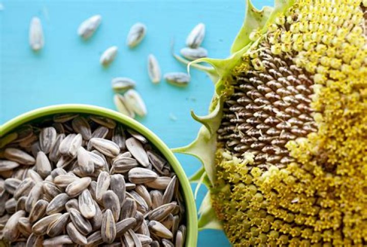 Why are my sunflower seeds flat?