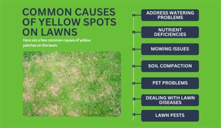 Why are parts of my lawn turning yellow?