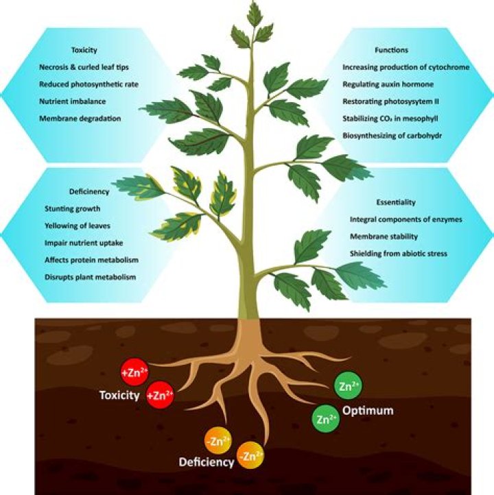 Why are plants used in landscape?