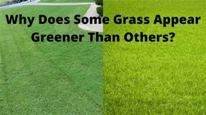 Why are some parts of my grass greener than others?