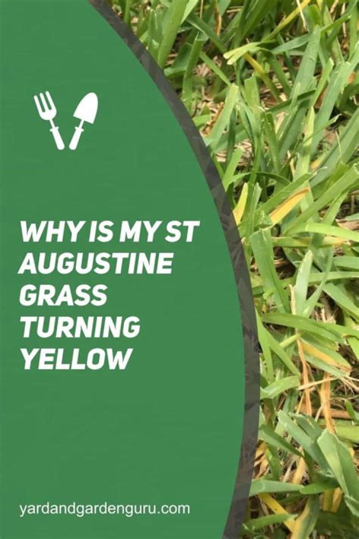 Why are the blades of my St Augustine grass turning yellow?
