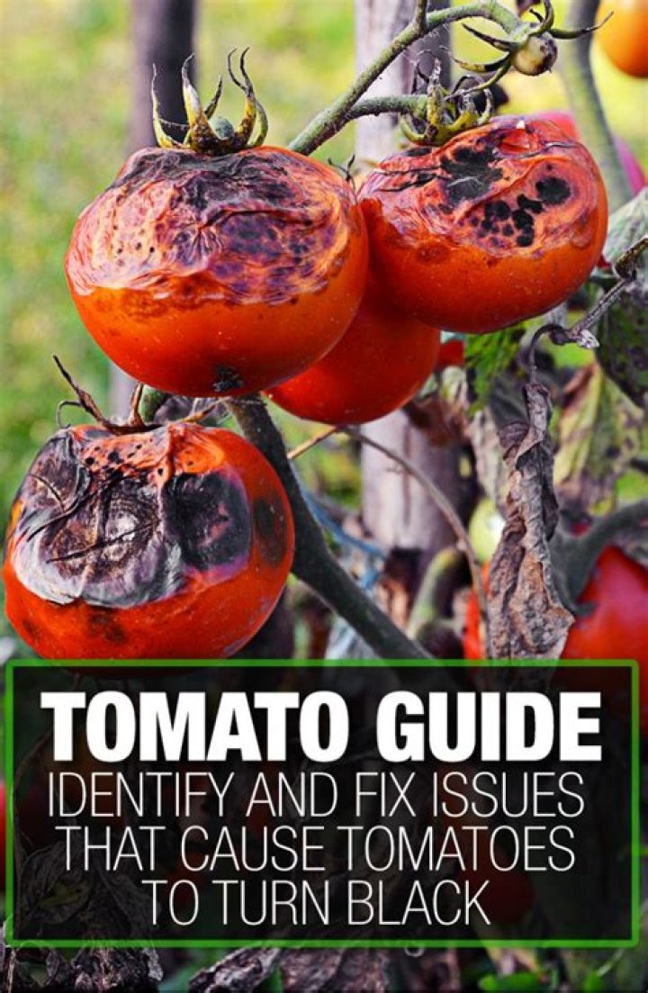 Why are the bottom of my tomatoes turning black?