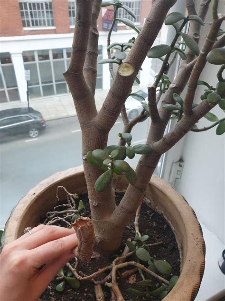 Why are the branches falling off my tree?