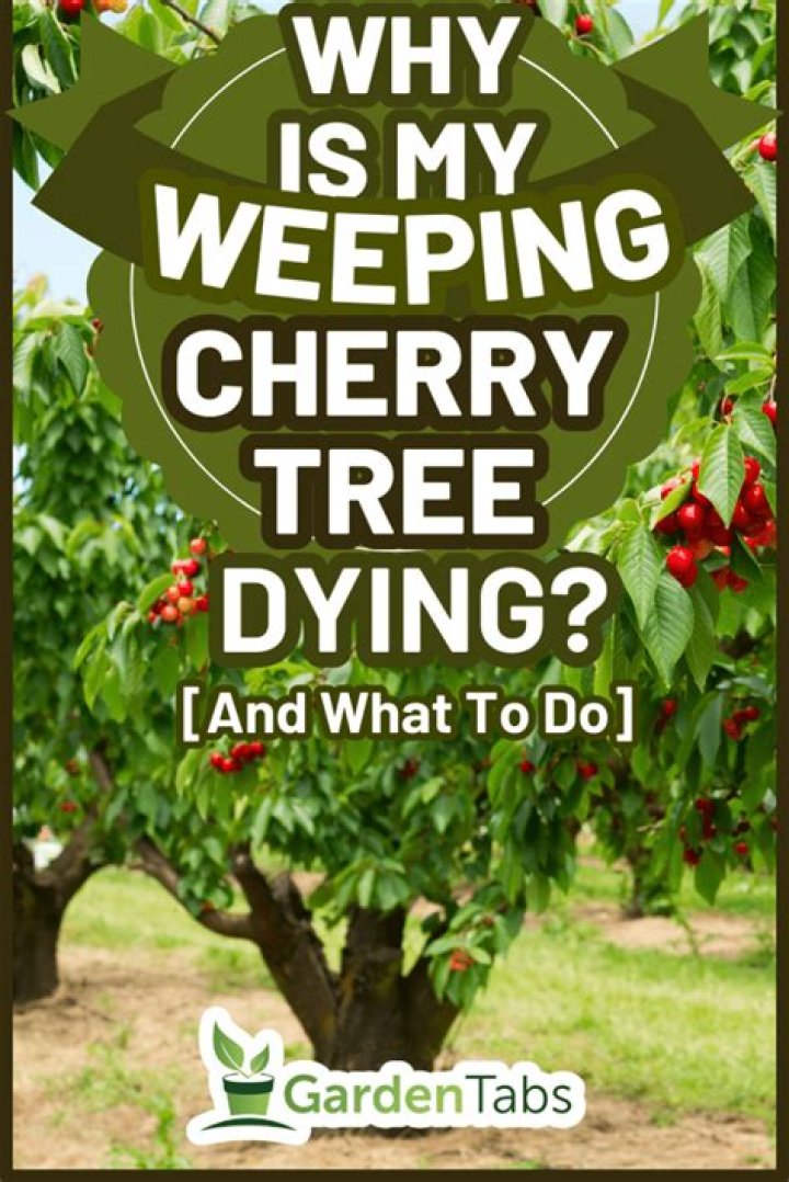 Why are the branches on my cherry tree dying?