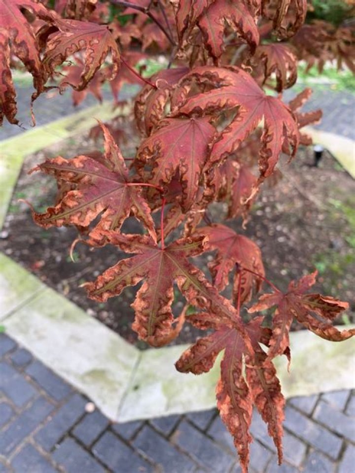 Why are the edges of my Japanese maple leaves turning brown?