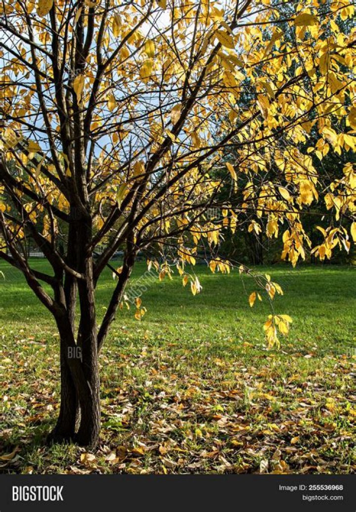 Why are the leaves falling off my cherry tree?