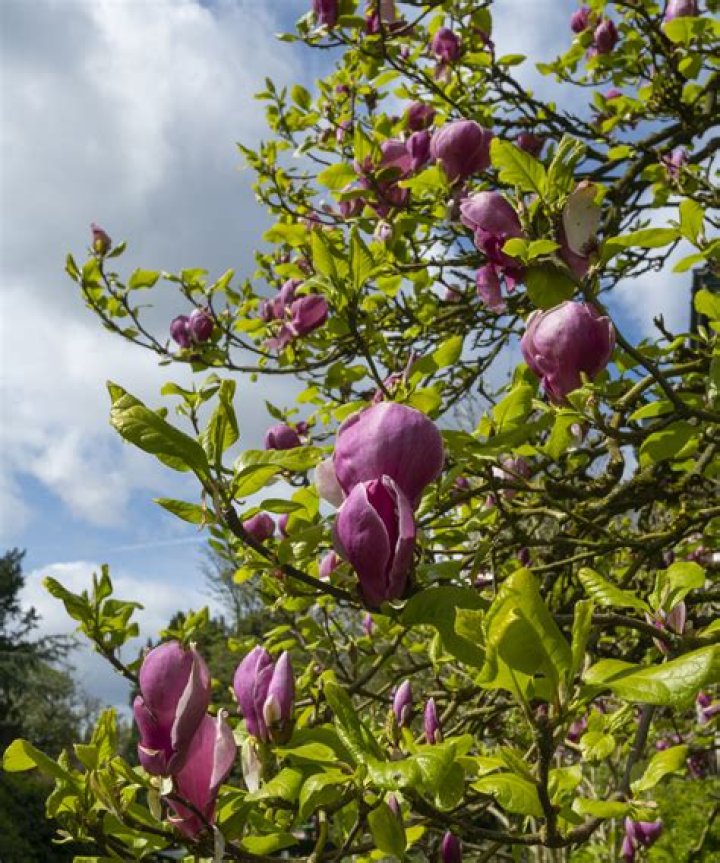 Why are the leaves falling off my magnolia tree?