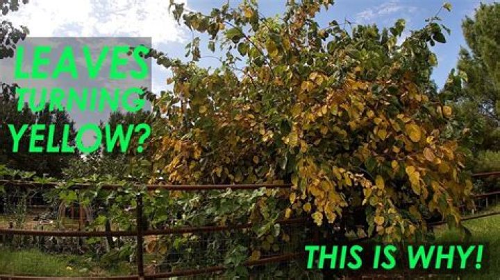 Why are the leaves of lemon tree turning yellow?