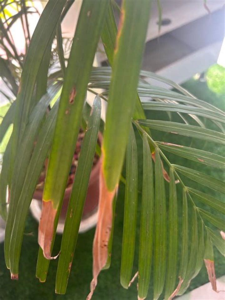 Why are the leaves on my areca palm tree turning brown?