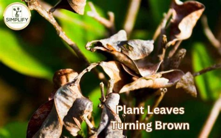 Why are the leaves on my aspen tree turning brown?