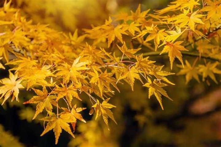 Why are the leaves on my maple tree turning brown?