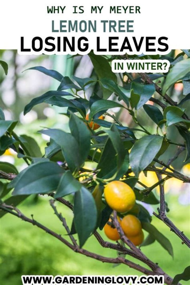 Why are the leaves on my Meyer lemon tree?