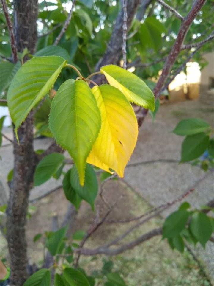Why are the leaves on my newly planted cherry tree turning yellow?