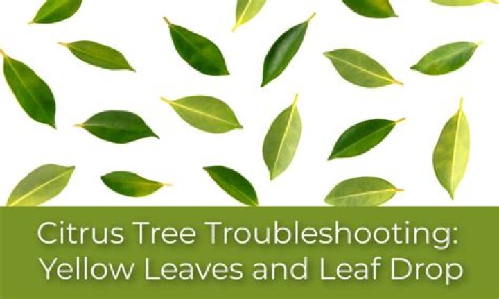 Why are the leaves on my orange tree turning yellow and falling off?