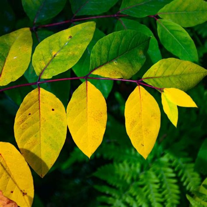 Why are the leaves on my poinciana tree turning yellow?