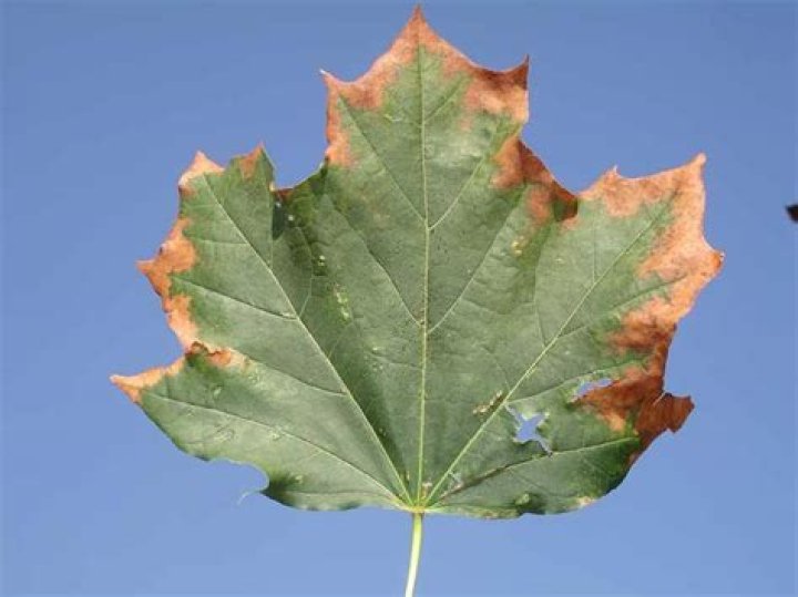 Why are the leaves on my red maple turning brown?