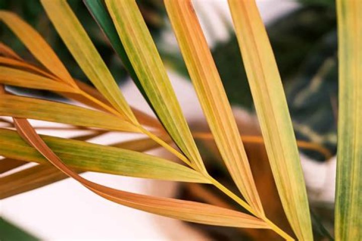 Why are the leaves on my robellini palm turning yellow?