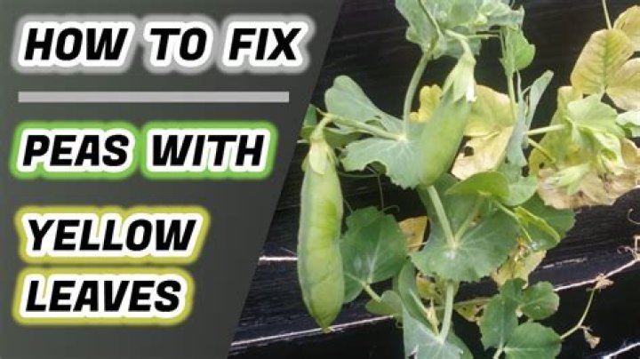 Why are the leaves on my sweet peas turning yellow?