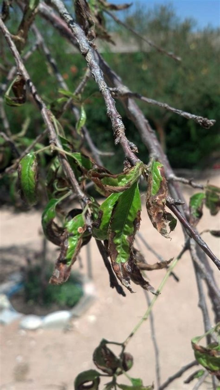 Why are the leaves on my weeping cherry tree turning brown?