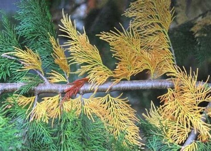 Why are the needles on my spruce tree turning yellow?