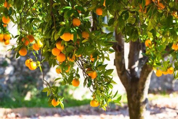 Why are the oranges on my tree soft?