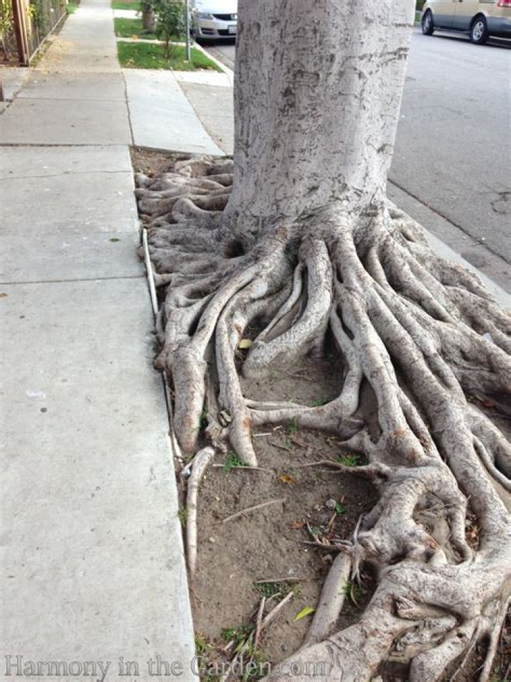 Why are the roots on my oak dying?