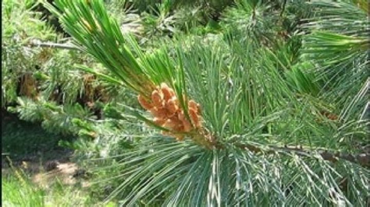 Why are the white pines dying?
