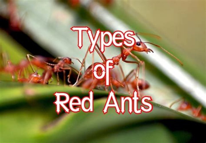 Why are there ants on my oak tree?