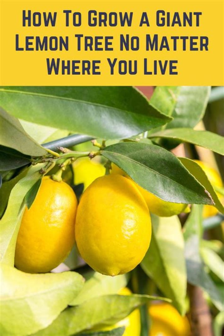 Why are there no fruit on my lime tree?