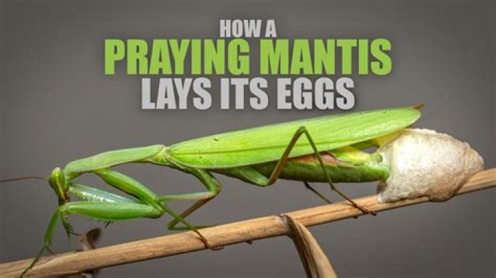 Why are there so many praying mantis around my house?