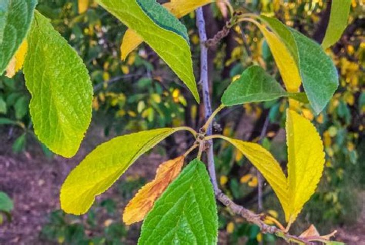 Why are trees already turning yellow?