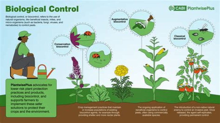 Why biological control methods are not so effective?