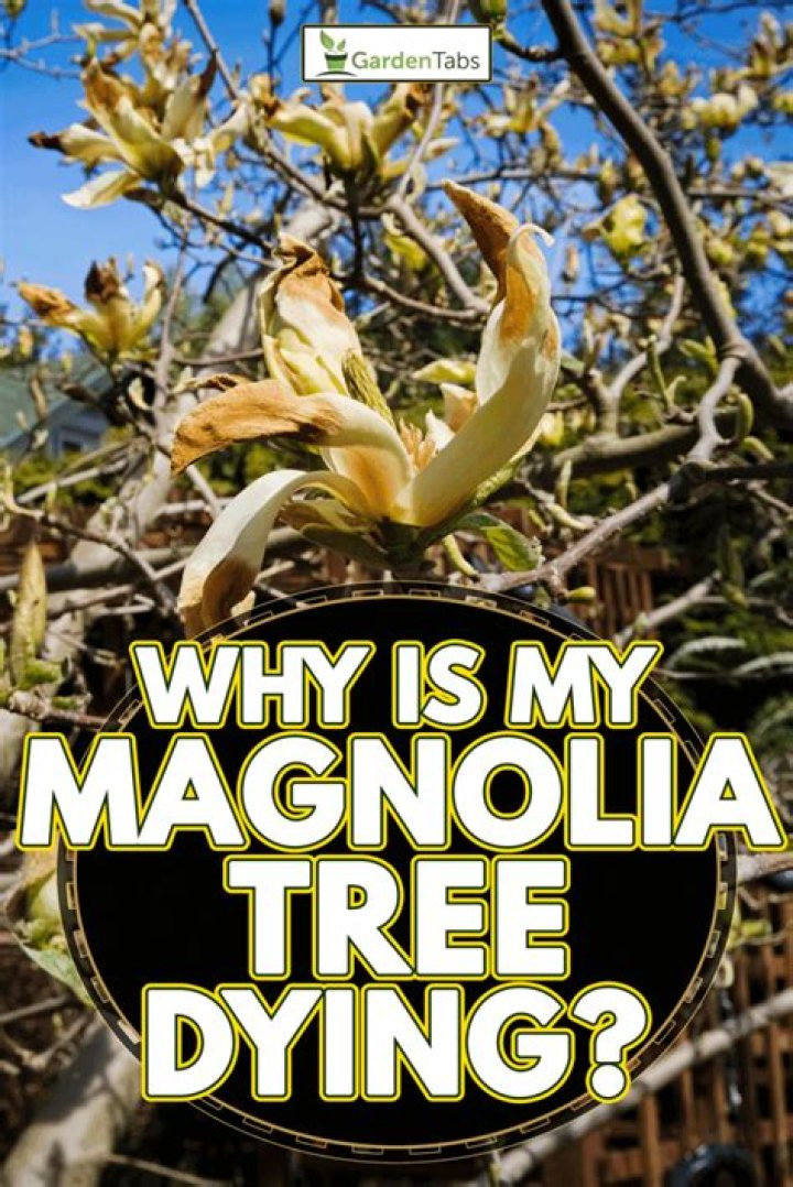 Why did my magnolia tree died?