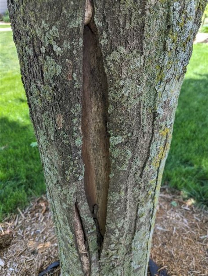 Why did my maple tree trunk split?