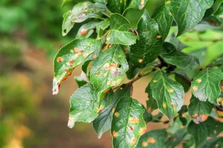 Why did my plum tree suddenly die?