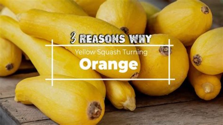 Why did my squash turn orange?