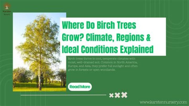 Why do birch trees grow in threes?
