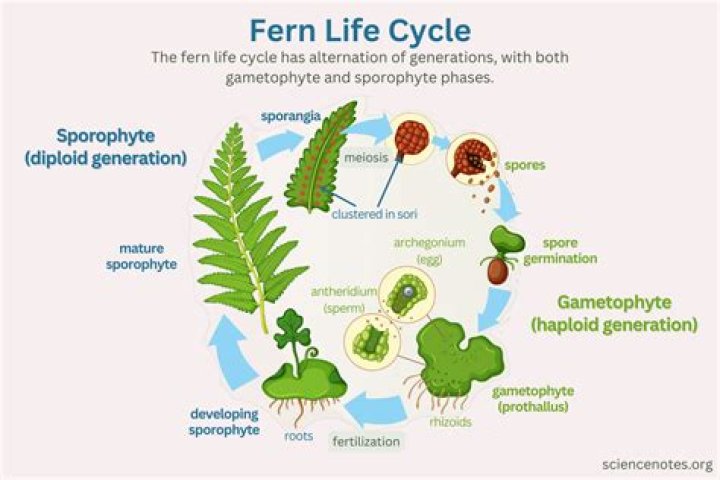 Why do ferns grow in a circle?