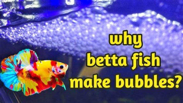 Why do fish make bubbles?